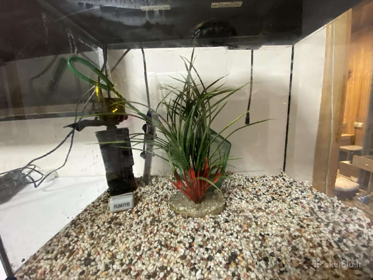 Akvariumas