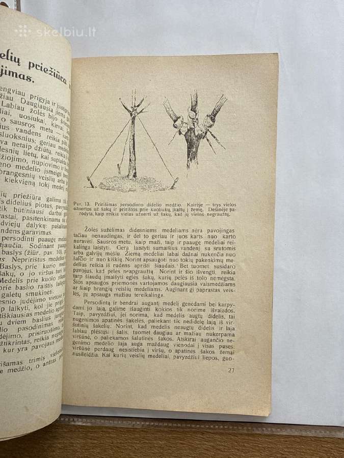 Kaip sodinami ir auginami medeliai 1931 m. - nuotraukos Nr. 5
