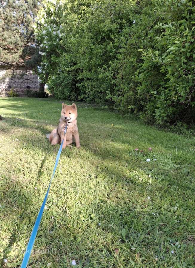 Parduodu shiba inu šuniukus - nuotraukos Nr. 7