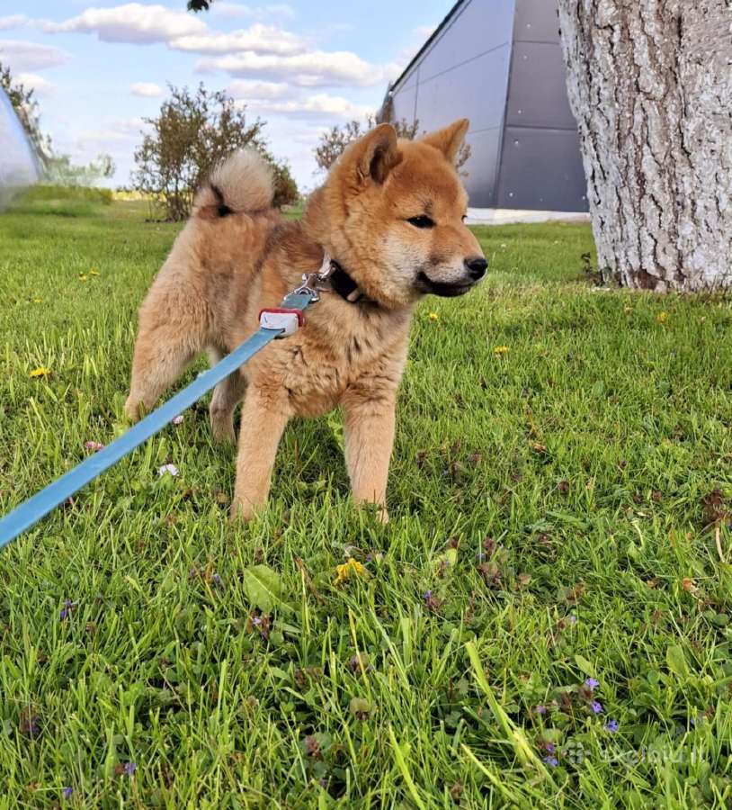 Parduodu shiba inu šuniukus - nuotraukos Nr. 4