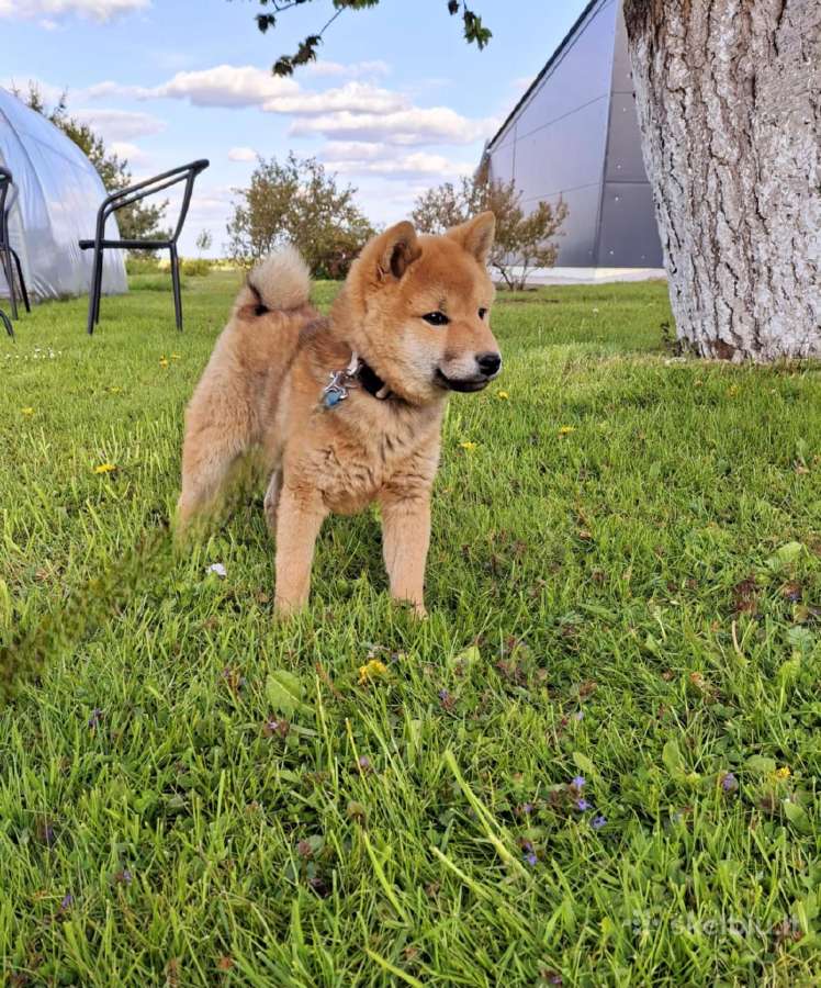 Parduodu shiba inu šuniukus