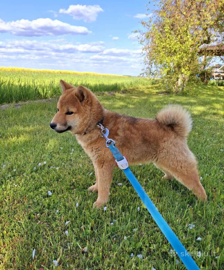 Parduodu shiba inu šuniukus - nuotraukos Nr. 3