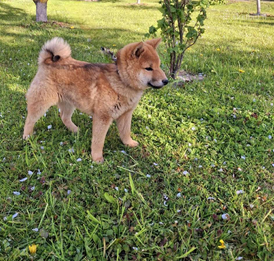 Parduodu shiba inu šuniukus - nuotraukos Nr. 2