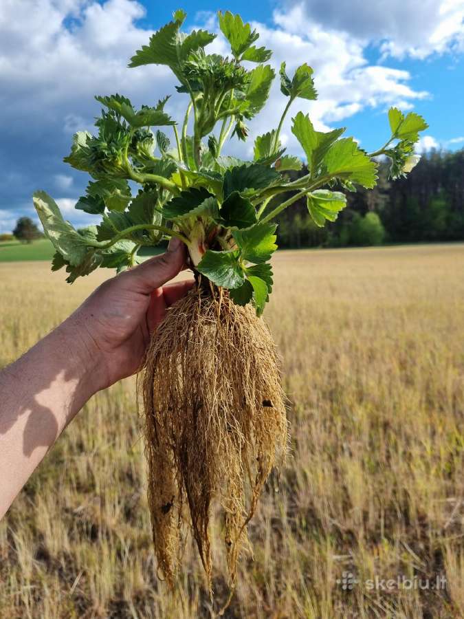 Žembraškės sodinukai (Daigai) Žemklunika, Kupčicha - nuotraukos Nr. 2