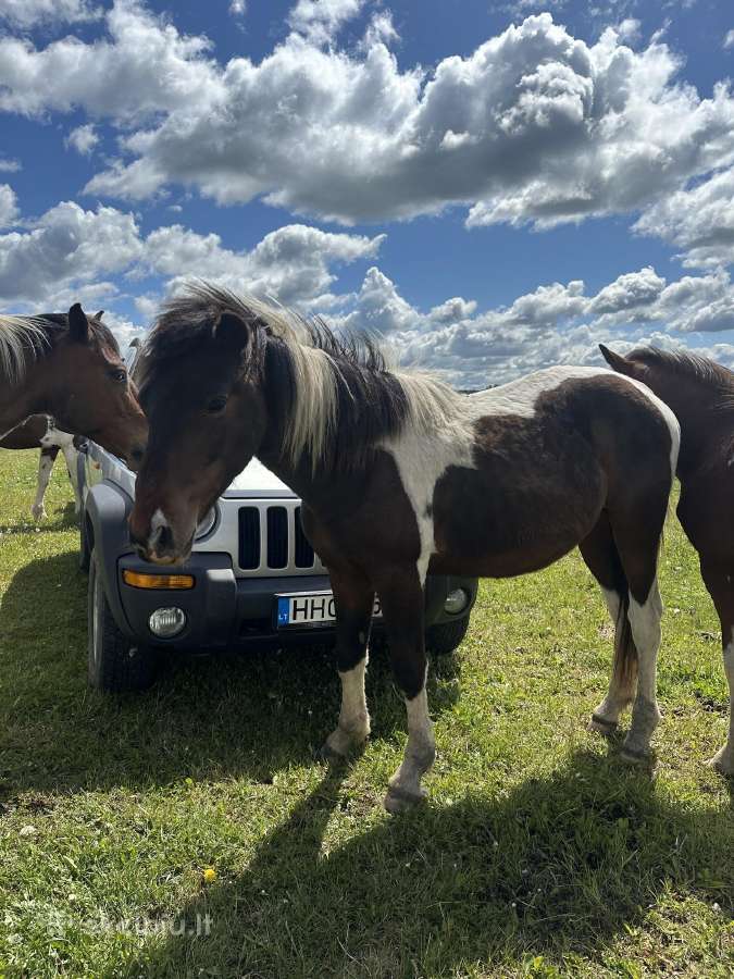Išparduodamas Ūkis - nuotraukos Nr. 4