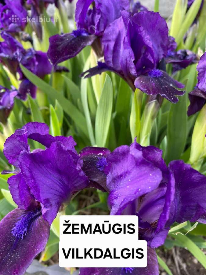 Daugiametės Gėlės - nuotraukos Nr. 2