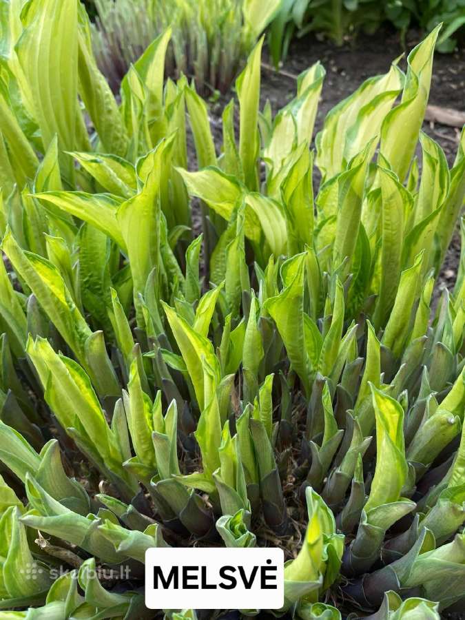 Daugiametės Gėlės - nuotraukos Nr. 10