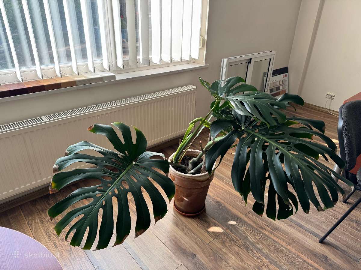 Kambarinė gėlė Monstera 45 Eur - nuotraukos Nr. 2