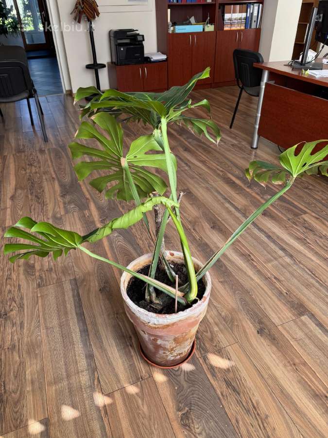 Kambarinė gėlė Monstera 45 Eur - nuotraukos Nr. 4