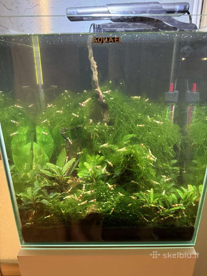 Krevetes Crystal Red Shrimp ( Caridina ) - nuotraukos Nr. 3