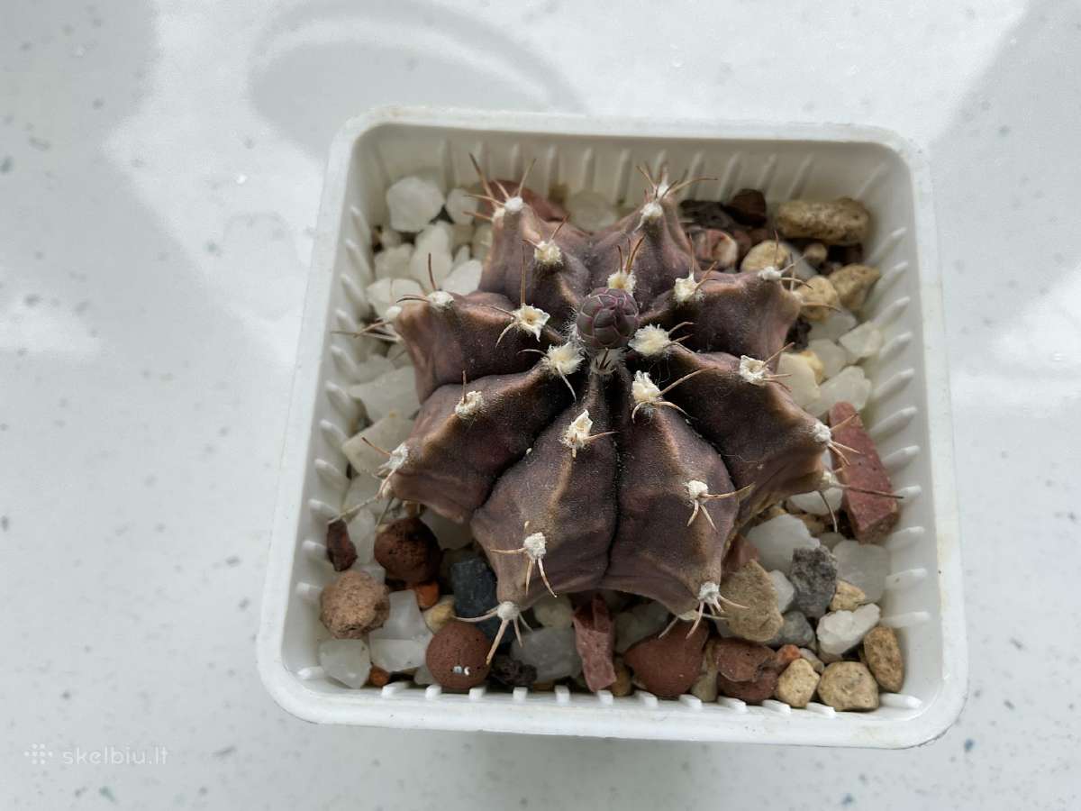 Gymnocalycium mihanovochii - nuotraukos Nr. 2