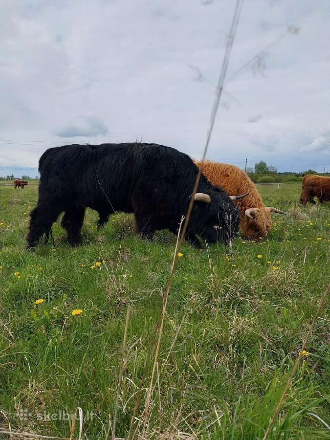 Parduodame Hailendų veislės buliukus ir telyčias - nuotraukos Nr. 4