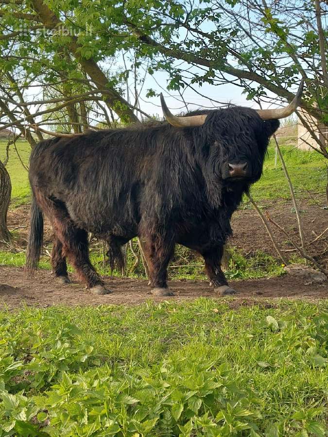 Parduodame Hailendų veislės buliukus ir telyčias - nuotraukos Nr. 8