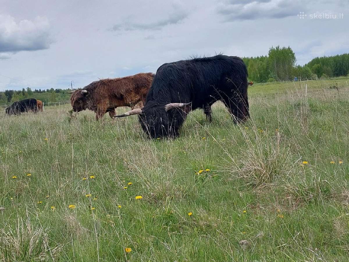 Parduodame Hailendų veislės buliukus ir telyčias - nuotraukos Nr. 6