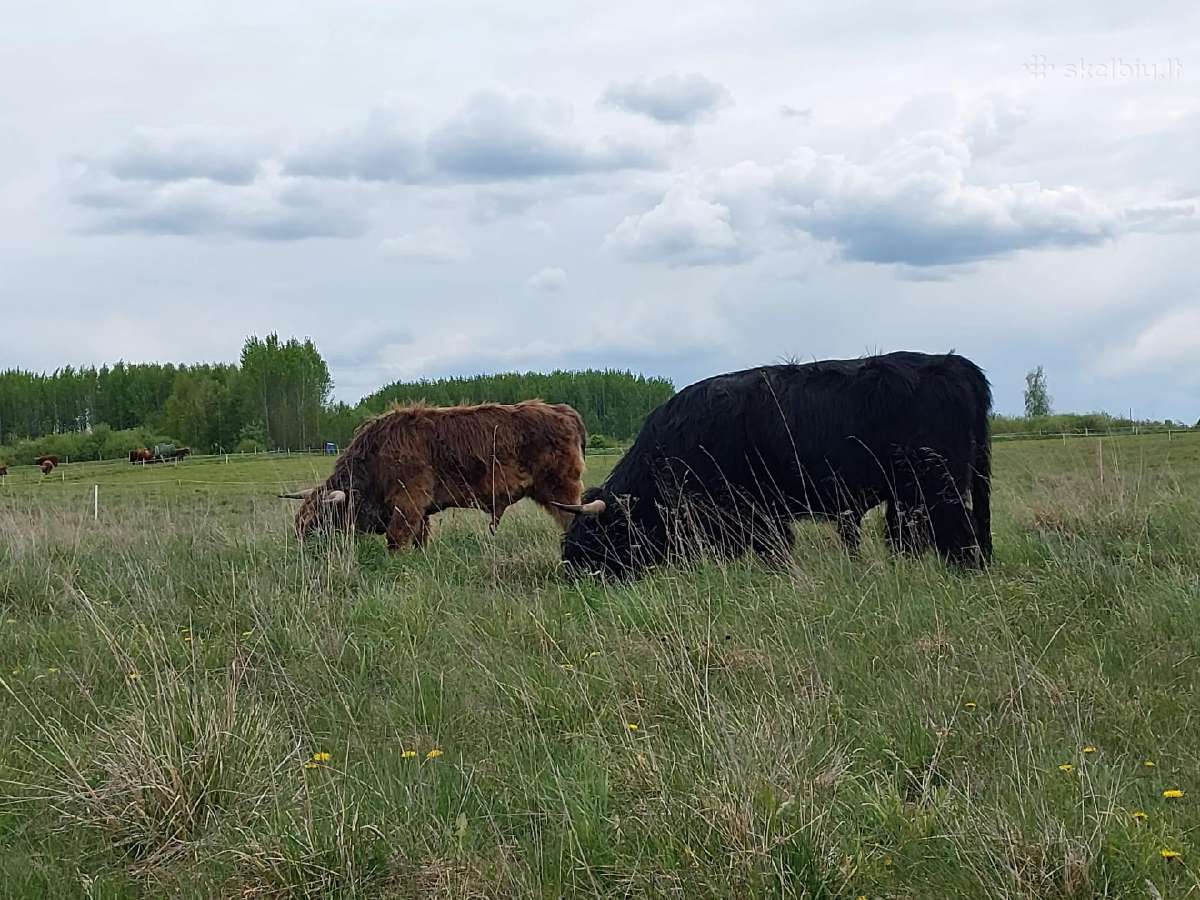 Parduodame Hailendų veislės buliukus ir telyčias - nuotraukos Nr. 9