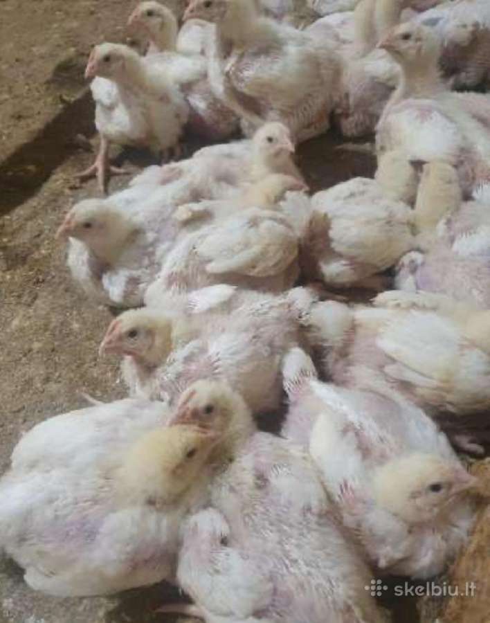 Parduodami broileriukai 3 savaičių