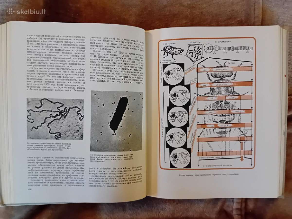 Mokslo almanachas "Nauka i čelovečestvo. 1965" - nuotraukos Nr. 11