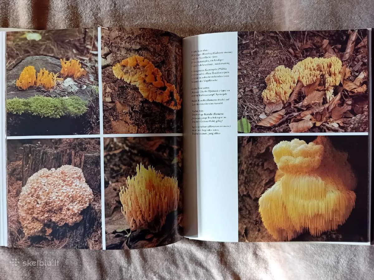 Albumas apie grybus "Die Welt der Pilze" - nuotraukos Nr. 5