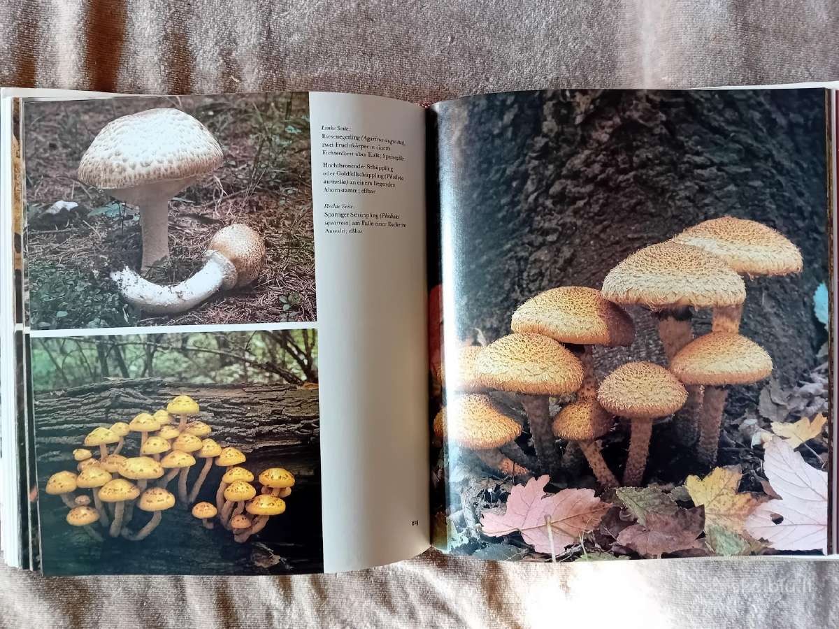 Albumas apie grybus "Die Welt der Pilze" - nuotraukos Nr. 8