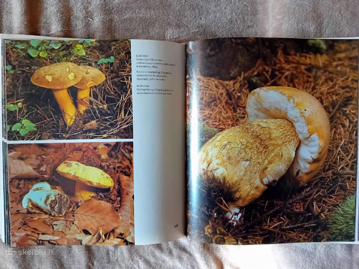 Albumas apie grybus "Die Welt der Pilze" - nuotraukos Nr. 9