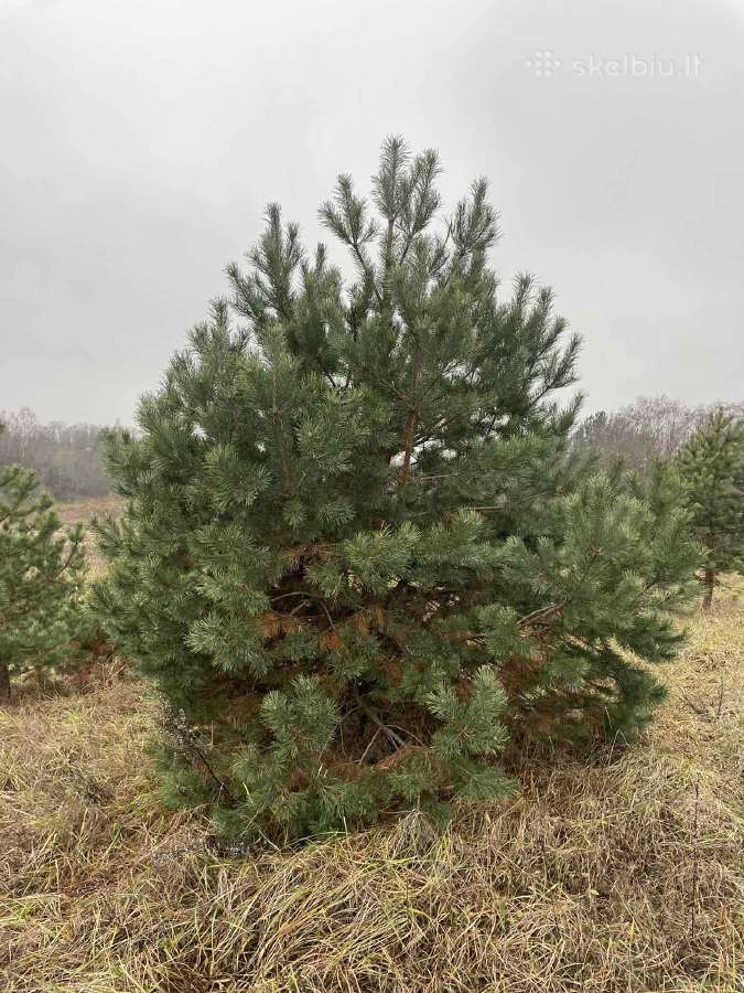Didžiausias pušų pasirinkimas visoje Lietuvoje
