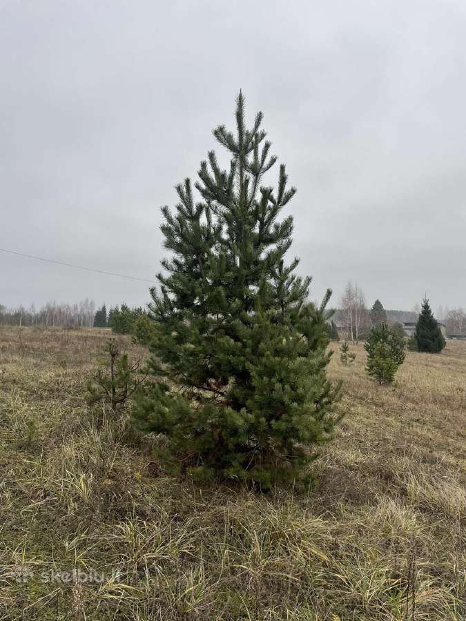 Didžiausias pušų pasirinkimas visoje Lietuvoje - nuotraukos Nr. 2