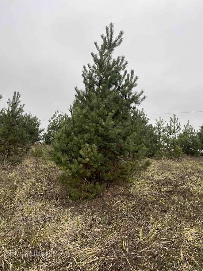 Didžiausias pušų pasirinkimas visoje Lietuvoje - nuotraukos Nr. 3