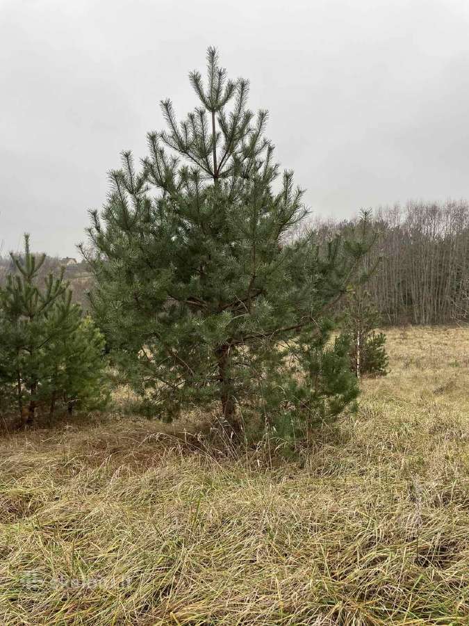 Didžiausias pušų pasirinkimas visoje Lietuvoje - nuotraukos Nr. 4