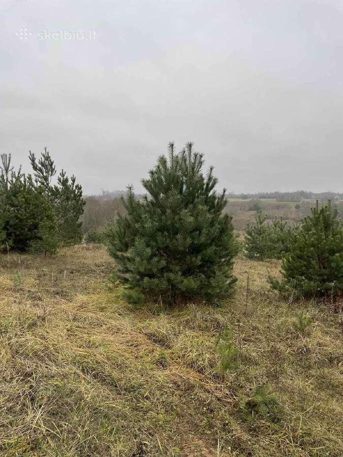 Didžiausias pušų pasirinkimas visoje Lietuvoje - nuotraukos Nr. 5