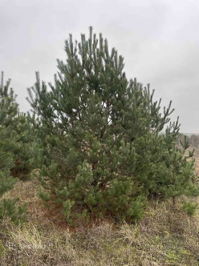 Didžiausias pušų pasirinkimas visoje Lietuvoje - nuotraukos Nr. 6
