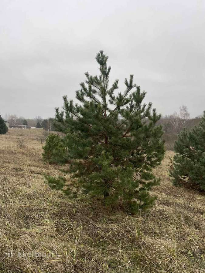 Didžiausias pušų pasirinkimas visoje Lietuvoje - nuotraukos Nr. 7