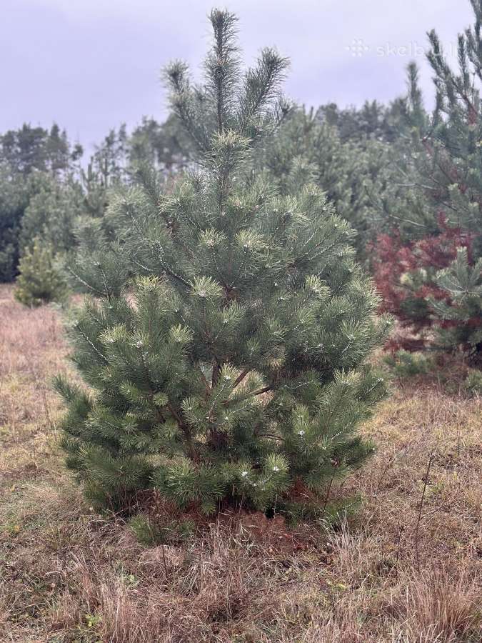 Didžiausias pušų pasirinkimas visoje Lietuvoje - nuotraukos Nr. 8
