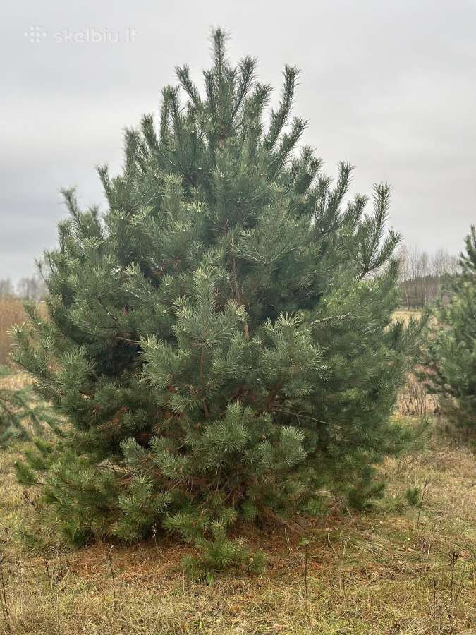 Didžiausias pušų pasirinkimas visoje Lietuvoje - nuotraukos Nr. 9