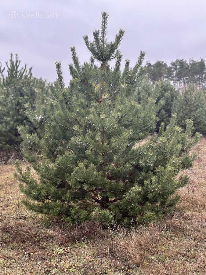 Didžiausias pušų pasirinkimas visoje Lietuvoje - nuotraukos Nr. 10
