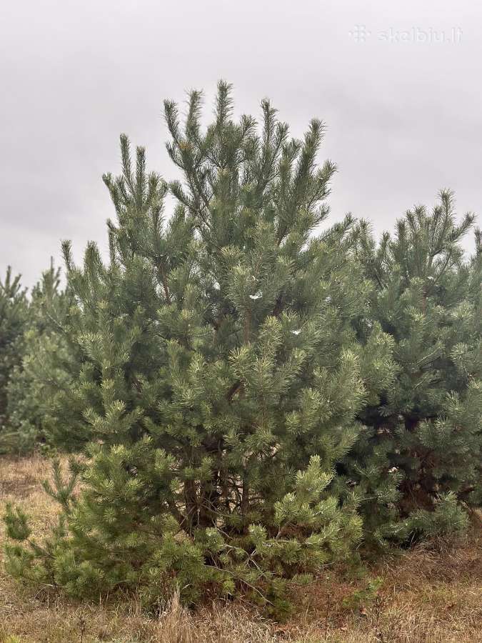 Didžiausias pušų pasirinkimas visoje Lietuvoje - nuotraukos Nr. 11