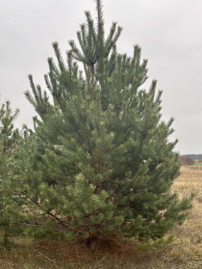 Didžiausias pušų pasirinkimas visoje Lietuvoje - nuotraukos Nr. 12