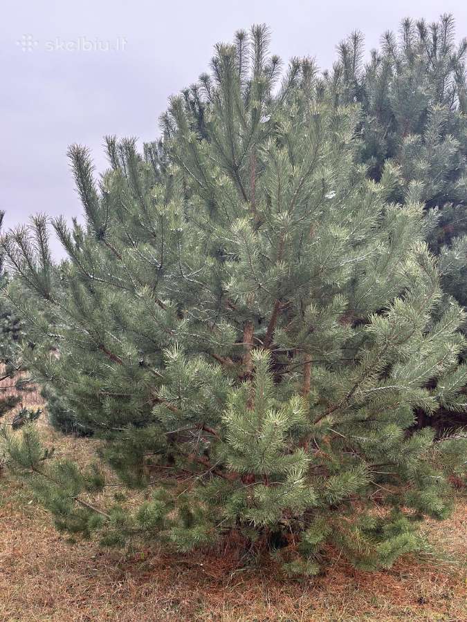 Didžiausias pušų pasirinkimas visoje Lietuvoje - nuotraukos Nr. 13