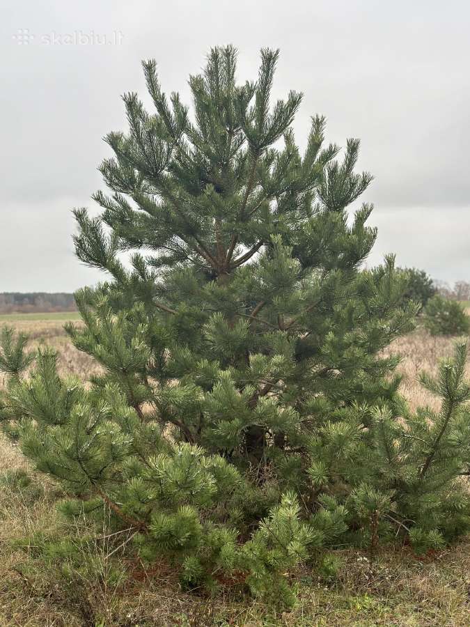 Didžiausias pušų pasirinkimas visoje Lietuvoje - nuotraukos Nr. 14