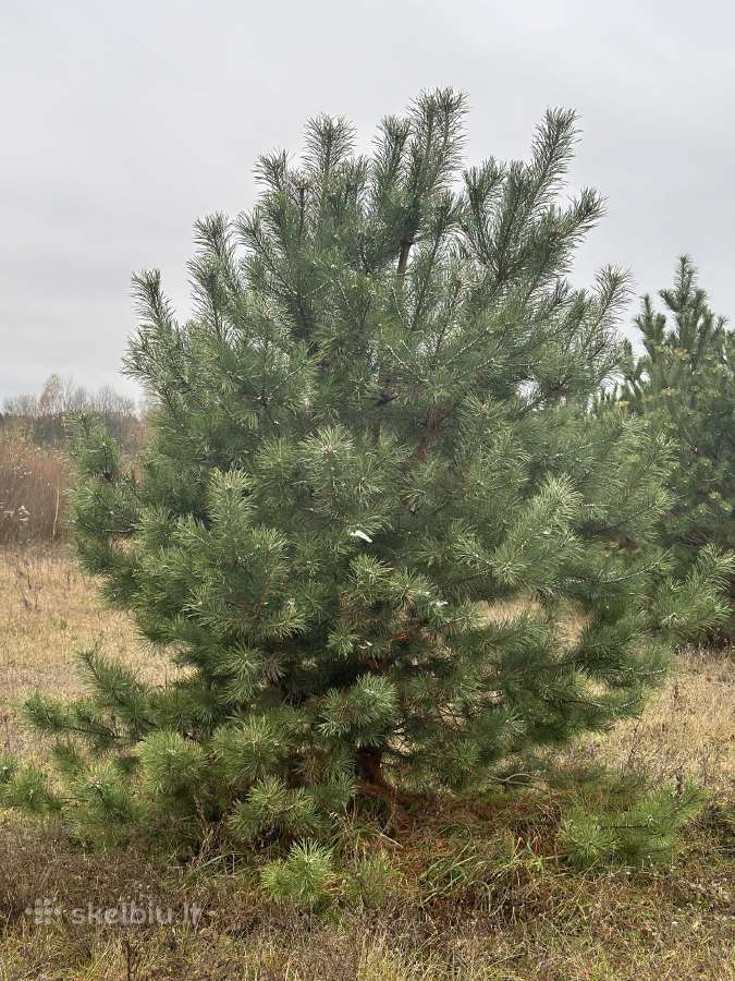 Didžiausias pušų pasirinkimas visoje Lietuvoje - nuotraukos Nr. 15