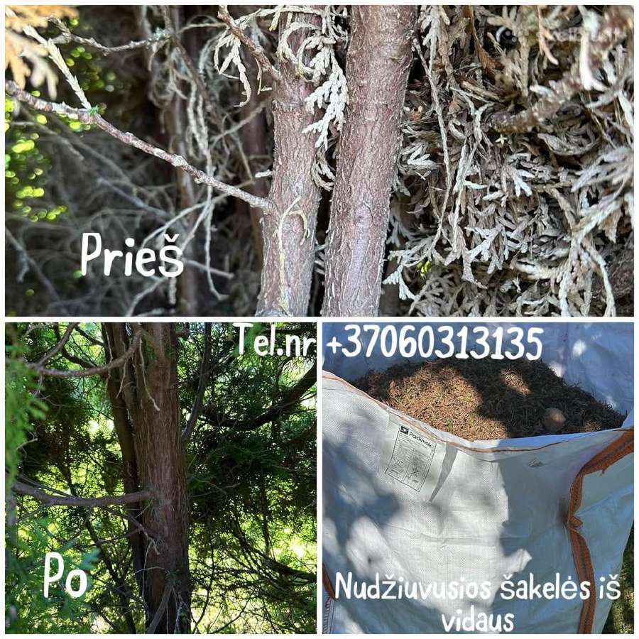 Aplinkos tvarkymas,priežiūra/žolės pjovimas - nuotraukos Nr. 24