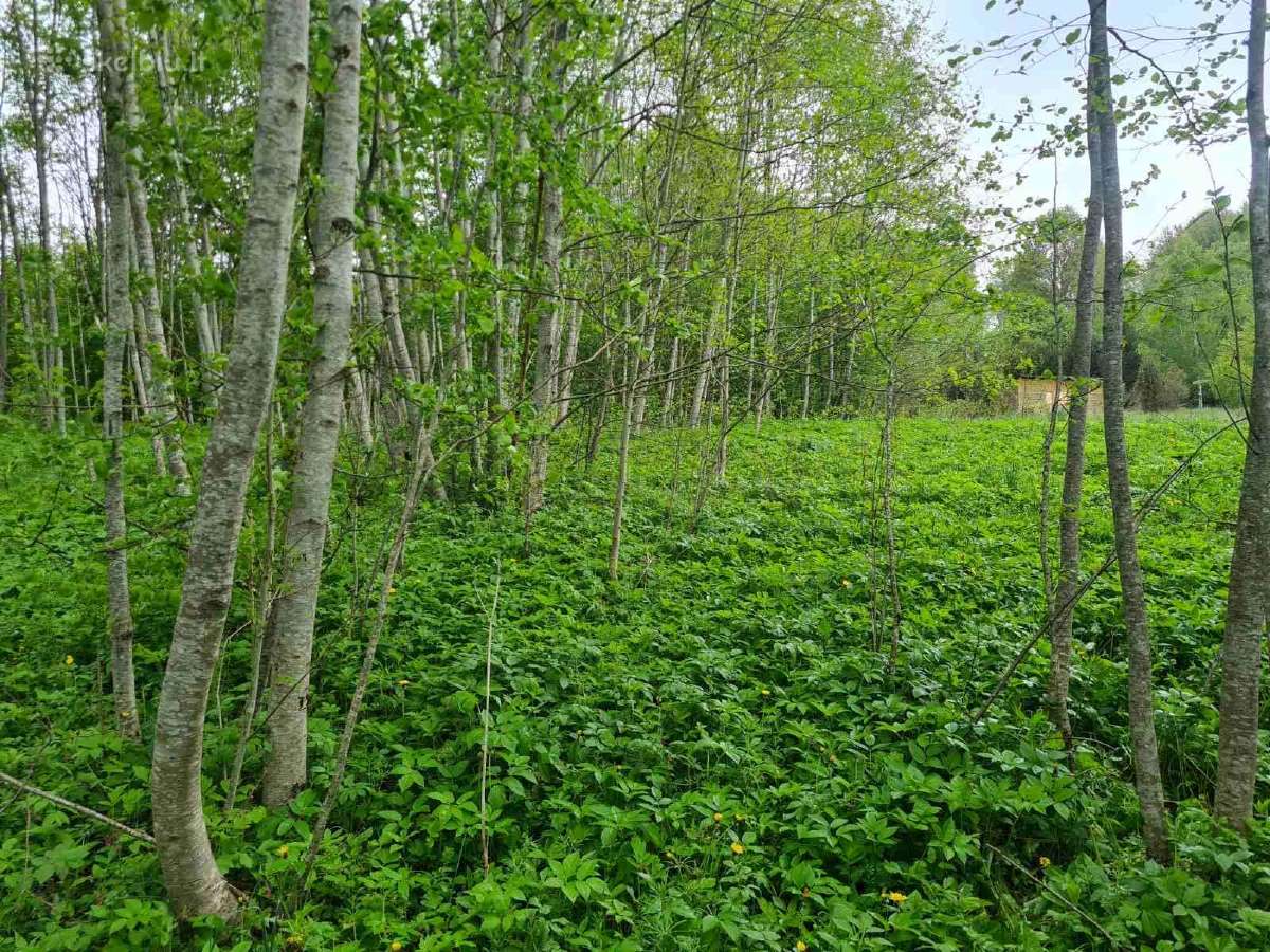 Sklypas su pamatais Aliuose, Utenos r. sav. - nuotraukos Nr. 3