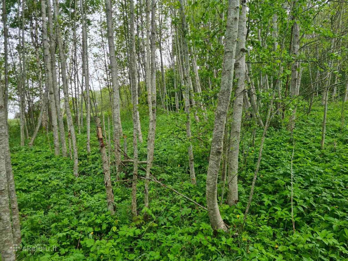 Sklypas su pamatais Aliuose, Utenos r. sav. - nuotraukos Nr. 4