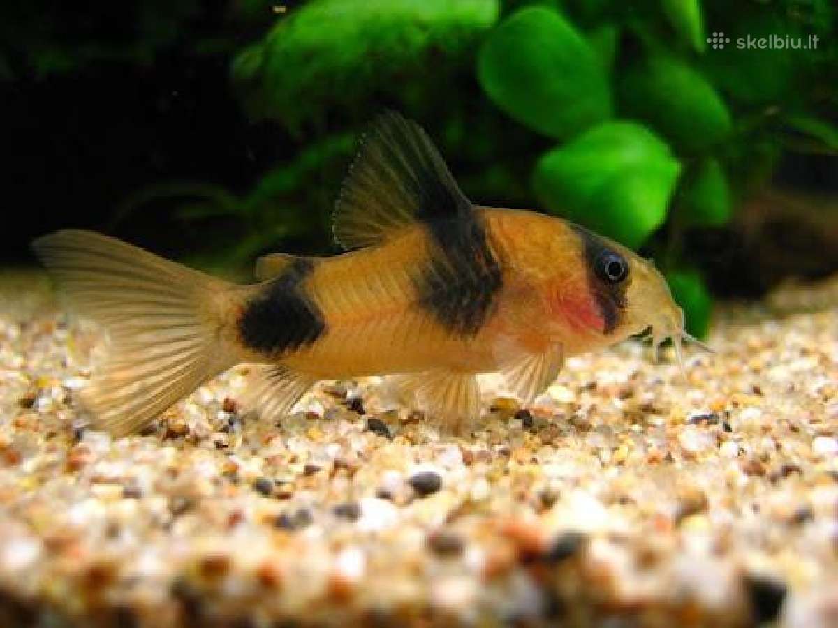 Corydoras, Loricaria. - nuotraukos Nr. 6