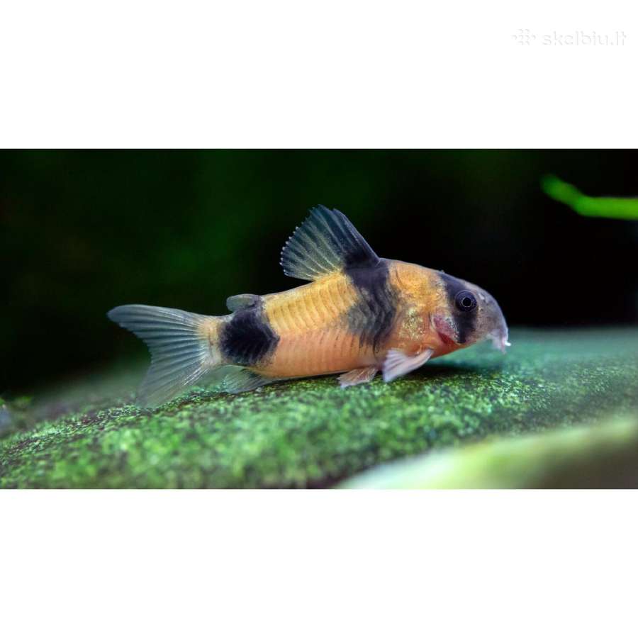 Corydoras, Loricaria. - nuotraukos Nr. 7