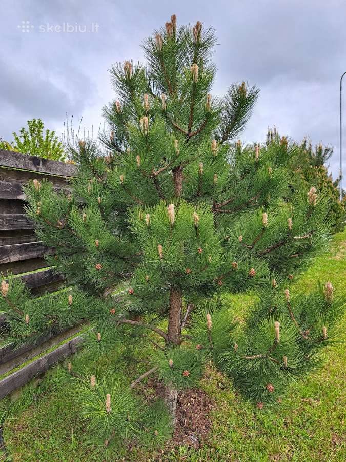 Pušis "Pinus Nigra"