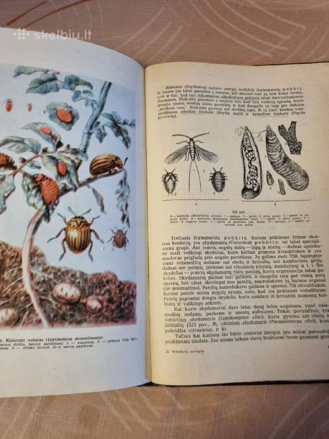 Bestuburių zoologija - nuotraukos Nr. 5