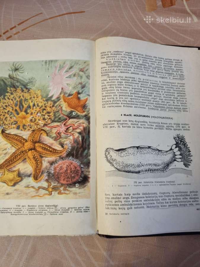 Bestuburių zoologija - nuotraukos Nr. 6