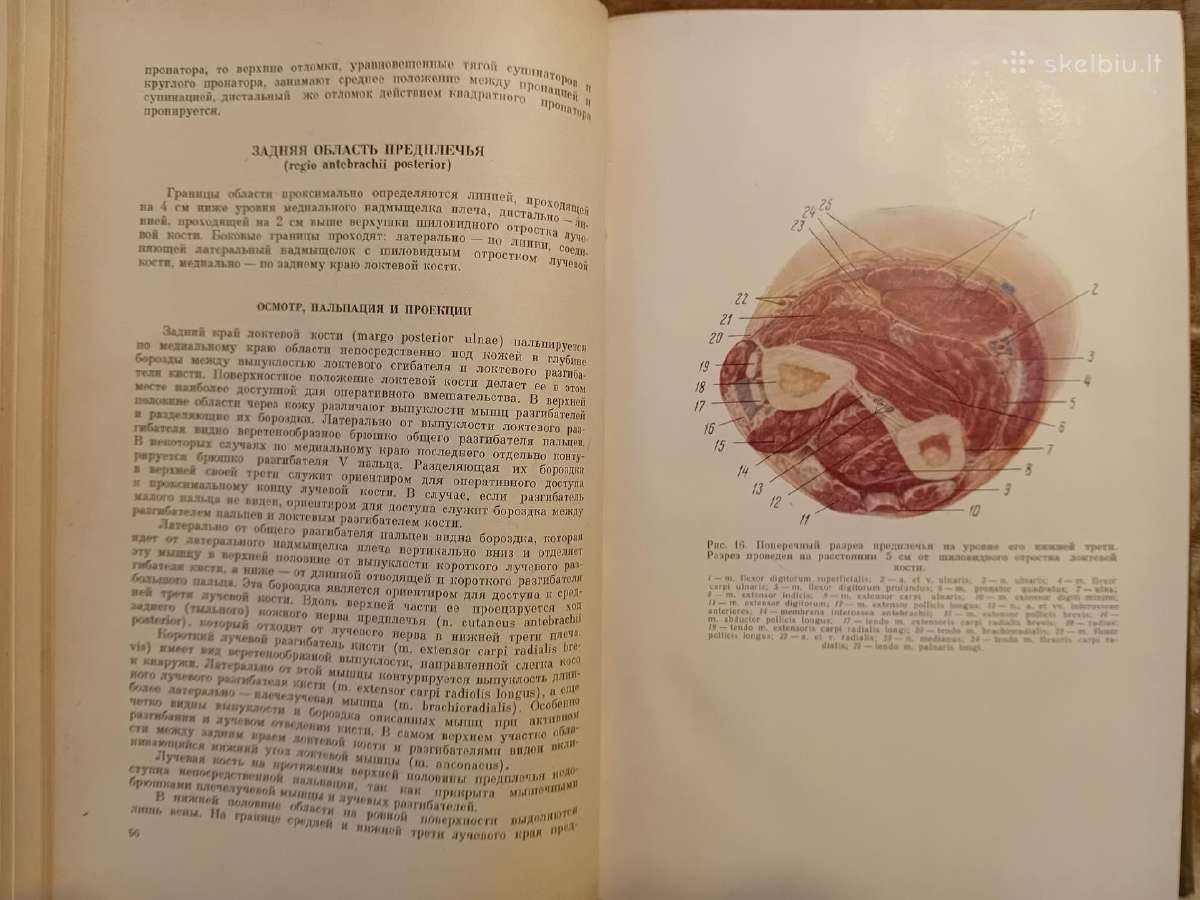 Topografinės Anatomijos praktinis vadovas 1967 - nuotraukos Nr. 8