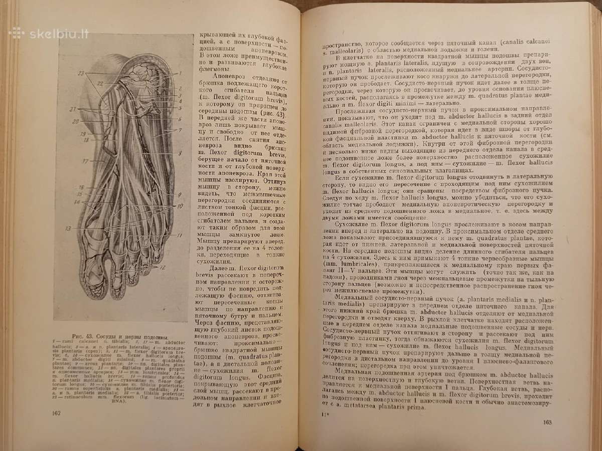 Topografinės Anatomijos praktinis vadovas 1967 - nuotraukos Nr. 13