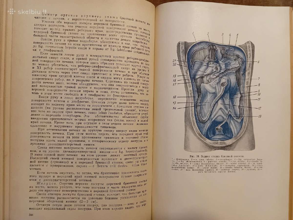 Topografinės Anatomijos praktinis vadovas 1967 - nuotraukos Nr. 19